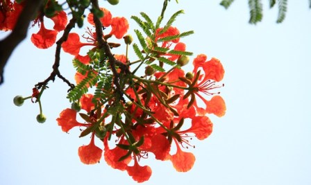 Hạ Trí