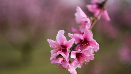 Thánh Tích Một Vị Thánh Ba Lan Bị Trộm Được Hoàn Trả