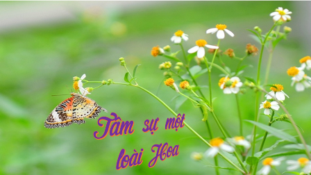 Tâm Sự Một Loài Hoa