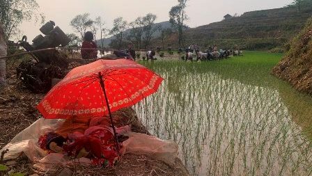 Mẹ Yên Tâm Cấy Nhé