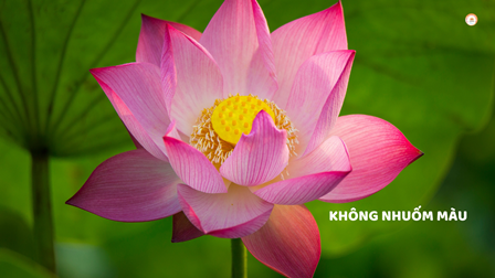 Không Nhuốm Màu